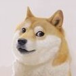 doge